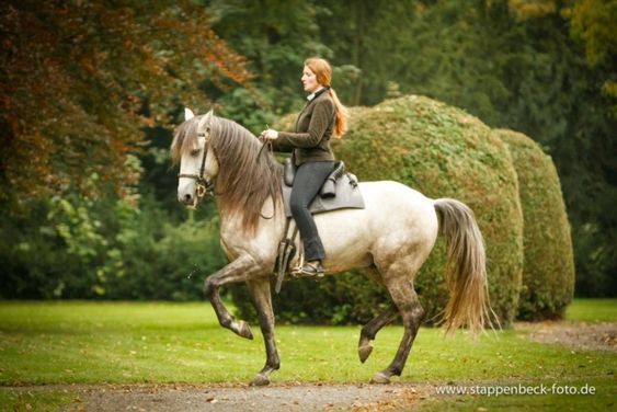 andalusian horse for sale canada